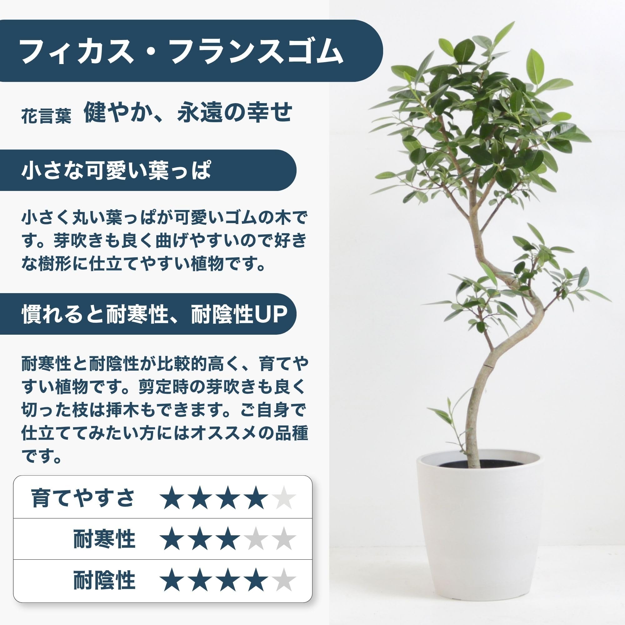 Amazon｜AONOKI フランスゴム 曲がり 8号 フィカス 120cm〜140cm 観葉